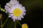 Daisy fleabane